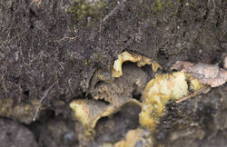 _DSC7385.thumb.jpg.58fa35b8e282aa76b7be1d625cd56d9b.jpg