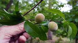 1006474819__Prunus_persica.thumb.JPG.32b6e73bc2e181aa4c0cefc005d2019b.JPG