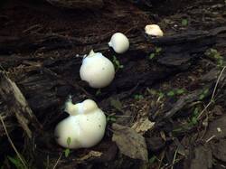 1038820941_Enteridium_lycoperdon_OK_20230920.thumb.JPG.4d084758ab64f4595c0f45d05405b173.JPG
