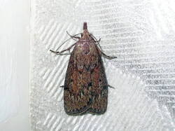 108806507_Aphomiasociella.thumb.JPG.deb86a81c7333ad07c645d78f78f168e.JPG