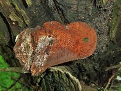 1101917061_Phellinusviticola(5).thumb.JPG.3d7e97fab9406888f70a11083a2e2c93.JPG