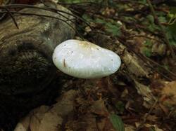 1105941591_Oudemansiella_mucida_OK_20210518(1).thumb.JPG.55921c039a09880427f05b5823a312f3.JPG
