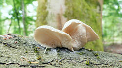 1131405399_Pleurotus_pulmonarius__20260603.thumb.JPG.5f8981061dc474e3d48bd0a1b8b87523.JPG