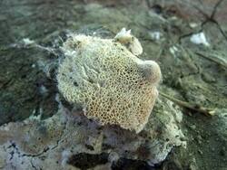 1192795187_Oxyporuslatemarginatus(4).thumb.jpg.35daae6ad2db429c6bac8b4ea6f58368.jpg