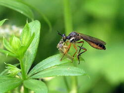 1202855697_Dioctriahyalipennis.thumb.JPG.5acf10daef20cac1553f88ce054804fc.JPG