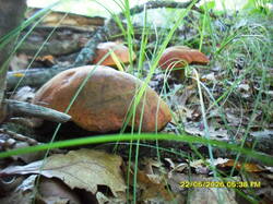 1229338988_2.thumb.JPG.c5885b4f2cdfee5e241e7e8c310c5f4d.JPG