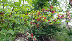1236621110___Sambucus_racemosa_.thumb.JPG.3cdbce7111fc58d1919727999f6000d7.JPG