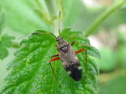 1243058701_Closterotomusbiclavatus.thumb.JPG.bda1561f7109c86bf6d2380060cff1fa.JPG