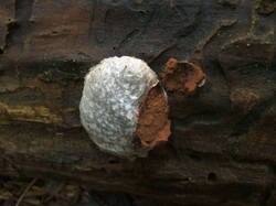 1248094274_Enteridium_lycoperdon_OK_20151024.thumb.jpg.34a7955bad7b2c4e396589f08c48001d.jpg