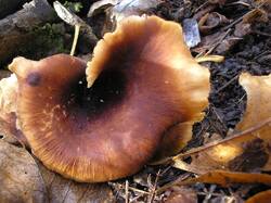 1254652654_Polyporusbadius(3).thumb.jpg.4df96577a3be51378d90889ffa6f8679.jpg