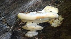 1276348171__Trametes_gibbosa_sp.thumb.JPG.a395263737c74a6bf025f1e832bbce14.JPG