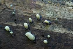 1329314702_26-06-21-(2).thumb.JPG.ee747b83e956e43811f76d1268cd4048.JPG