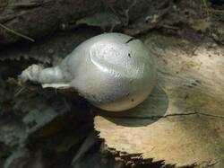 1352079892_Enteridium_lycoperdon_OK_20140629(2).thumb.jpg.f6c1bbc86c10d4e15493b6eb3de0ebb7.jpg