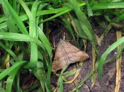 1359003074_Hypenaproboscidalis.thumb.JPG.78ba335cd6ccc60bc3ea1d876f7c4f09.JPG