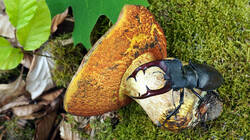 1397509802_Hirschkfer_Lucanus_cervus_AWP_20260530_.thumb.JPG.5e53f04c44ae79e19ce3a9eba0d015d3.JPG