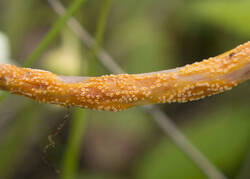 1400_DSC9423.thumb.jpg.be06eac6ac4f750396f586b1511de674.jpg