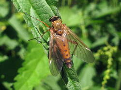 1427234289_Rhagiotringarius.thumb.JPG.d84dfe0732da2e7cec7e9a19dc4d93fb.JPG