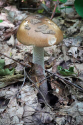 DSC08585г.jpg