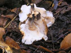 1466362336_Polyporusbadius(2).thumb.jpg.d519521bf020de2dd1434db5b8cfe06d.jpg