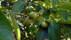 1478407109___Juglans_regia.thumb.JPG.a59da582f282692d4672c5dd7c1f5525.JPG