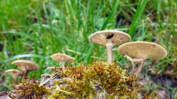 150035787_Lentinusarcularius.thumb.JPG.db23f6660060f2cd0e02d5b00d920faf.JPG