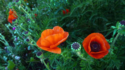 155767569___Papaver_orientale_20260528.thumb.JPG.14f43fc48c14b9295a98002651748460.JPG