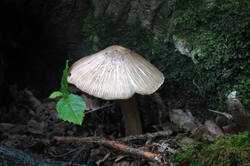 DSC08586а.jpg