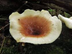 163553022_Polyporusbadius(1).thumb.JPG.187b210a475f02f38680005829b1228e.JPG