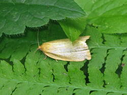 1662090812_Apheliapaleana.thumb.JPG.96d204f32ffc41801a5f0bd04bbf9e92.JPG