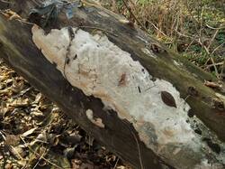 1667199008_Oxyporuslatemarginatus(8).thumb.JPG.d918a0fe0dc725c69fd5f0e83a44ed41.JPG