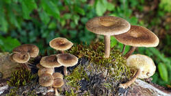 1763808386__Lentinusarcularius.thumb.JPG.2a2f75aee7d13ef42c15ea1fc7562ddf.JPG