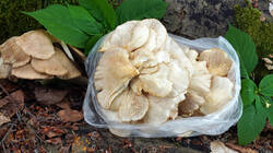 1779333538_Pleurotus_pulmonarius__2026_06_03.thumb.JPG.e9179e3ff2f9ead026d0a62ccf7f95fa.JPG