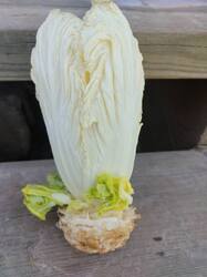 1780746359526..thumb.jpg.bad6e656acef86e540aa41045c591ecb.jpg