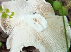 1780844691687.thumb.jpg.64b48808638f257a21ff4732353e4354.jpg