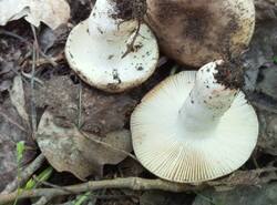 1780912911520.thumb.jpg.ca15f313fa34366e97b87c1e4bea16d7.jpg