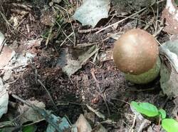 1780913010297.thumb.jpg.b6a8a721c61a49b70938ec8a1f4bdd3a.jpg