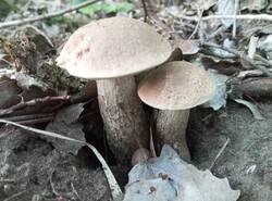 1781282426736.thumb.jpg.f1101604ac45e2f04a0c89ac14ae4fb7.jpg