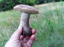 1781629037624.thumb.jpg.682afa453985e6650d7478ccaac2fae2.jpg