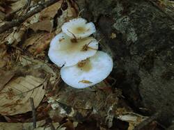1843685799_Oudemansiella_mucida_OK_20210518(3).thumb.JPG.60133cfb34e123ddd32ed4422ac42667.JPG