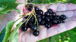 1857718727__Prunus_avium_.thumb.JPG.f279200ea86c4b68a0b7eb530d1525e1.JPG