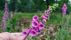 1877137013___Digitalis_purpurea__20260604.thumb.JPG.b576481e73eb98507cd411f440e06633.JPG