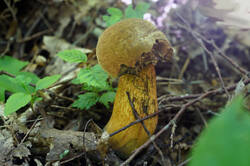 DSC08727а.jpg