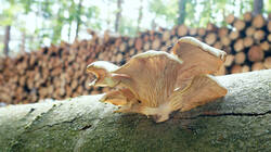 190604327_Pleurotus_pulmonarius__2026_06_06.thumb.JPG.c1cf3e903b4fe6bda56f6b8828f3f51f.JPG