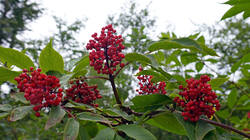 1933622268___Sambucus_racemosa.thumb.JPG.3877a106ef08cc0b0a88e28134a44e02.JPG