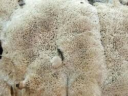 1954728825_Oxyporuslatemarginatus(7).thumb.JPG.81cf0155bc89a17bfe65f636f2c8727d.JPG