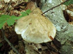 2003903260_Oudemansiella_mucida_OK_20210518(5).thumb.JPG.ceed13a310184b4368c87f0c87e4f44a.JPG
