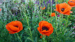 2007610866___Papaver__orientale_20260528.thumb.JPG.540923a8a5172ad2b232ca93bce8ec53.JPG