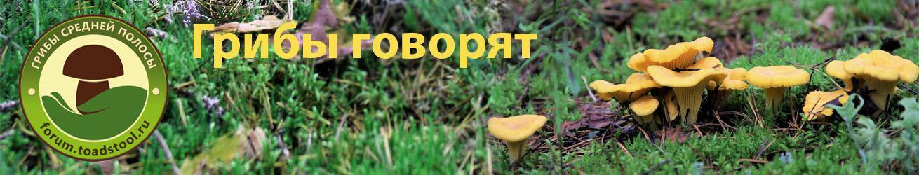 Грибы средней полосы