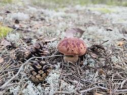 20250909_183255.thumb.jpg.a95527b12ed70a26675395ff491d125a.jpg