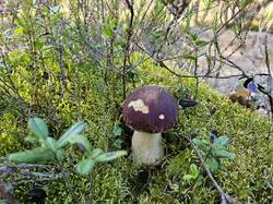 20250911_134539.thumb.jpg.5c1e56db33f5e9d53338d5383dffb50d.jpg